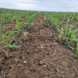 Herbicidní ošetření do kukuřice od společnosti AgroProtec