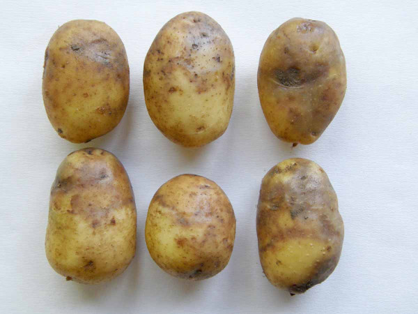 Obr. 4: Plíseň bramboru na hlízách