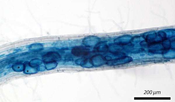 Obr. 5: Kolonizace kořene arbuskulární mykorhizní houbou; úsečka značí 200 μm, hvězdičkou jsou označeny útvary mykorhizní houby zvané vezikuly, barveno trypanovou modří