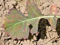 Příznaky virózy na řepce v polních podmínkách - červenání okrajů listů a červenání prostorů mezi žilnatinou na řepce, jaro 2017