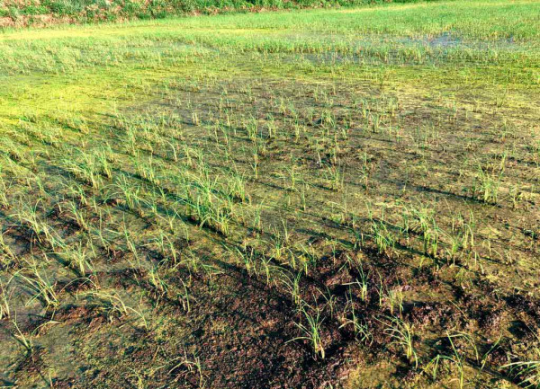 Pohled na rýžové pole s výskytem háďátka