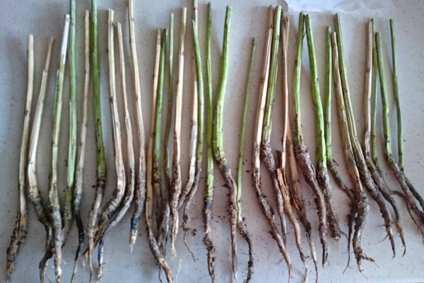Výrazne poškodené spodné časti stoniek a korene rastlín repky so symptómami chorôb, hlavne verticíliového vädnutia, na konci vegetačnej doby 2. júla
