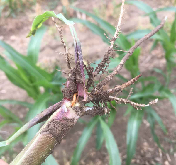 Roste škodlivost drátovců při pěstování kukuřice
