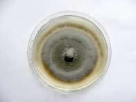Kontrola - kultura Oculimacula sp. na bramboro-dextrózovém agaru (PDA) po 4 týdnech kultivace (18 °C, tma)