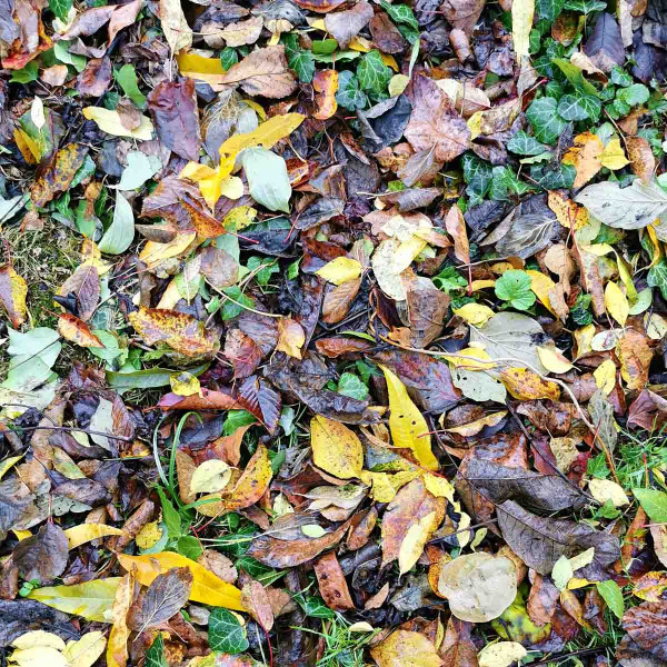 Spadané listí na podzim je třeba shrabat