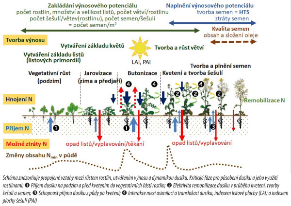 Schéma 1: Dynamika dusíku při pěstování ozimé řepky (upraveno podle Bouchet a kol 2016)