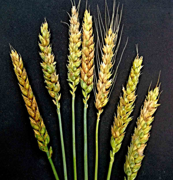 Braničnatky na pšenici - klasy