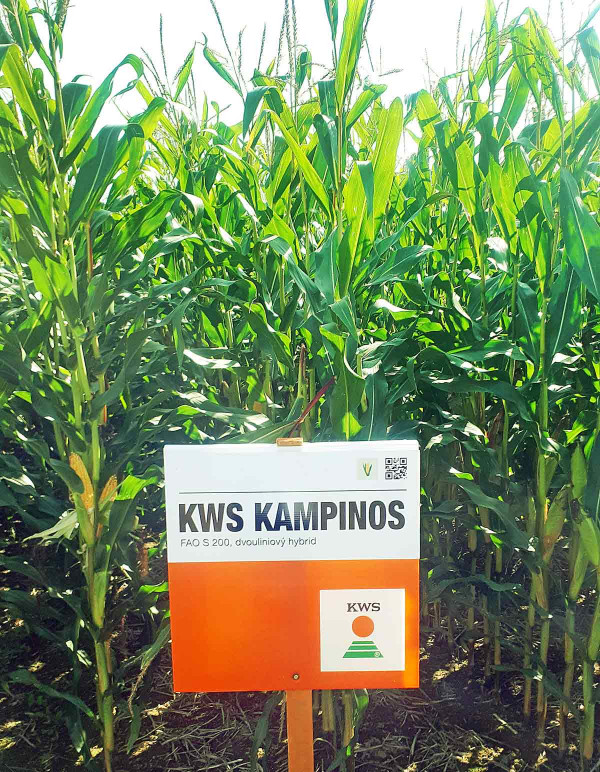 KWS Kampinos - výnosný, zdravý a raný hybrid vhodný pro pěstování po sklizni senážního žita