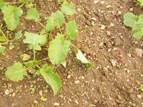 Obr. 2: Účinnost herbicidu Cleravis na ozimé plevele v Clearfield řepce