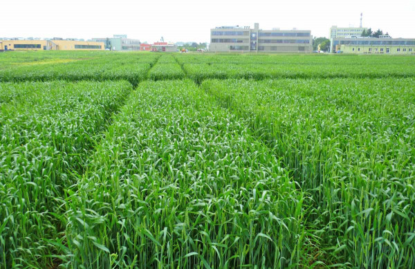 Pokusné pole s ozimou pšenicí na pozemku Centra regionu Haná pro biotechnologický a  zemědělský výzkum v Olomouci