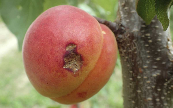 Zdrojem napadení slupkovými obaleči mohou být i jiné ovocné druhy (na snímku poškozená meruňka)