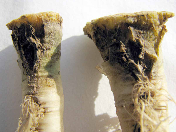 Fómová hniloba koreňov a stonky - poškodené koreňové kŕčky rastlín