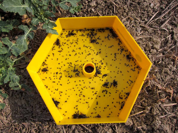 Žlutá miska pro monitoring škůdců řepky