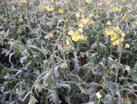  Kvetoucí porost řepky poškozený mrazem