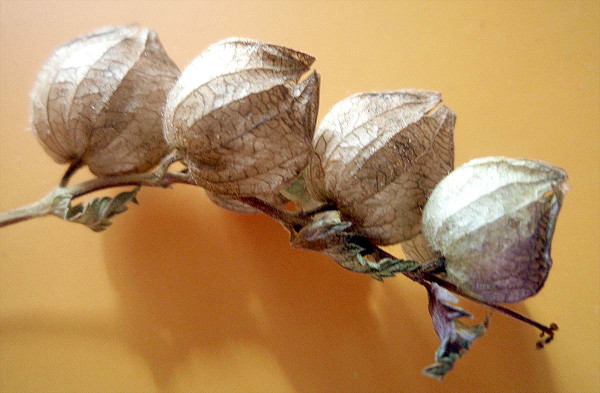 Zralé tobolky kokrhele luštince obsahující semena