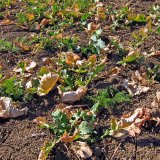 Aktuální přehled ochrany polních plodin - únor a březen 2019