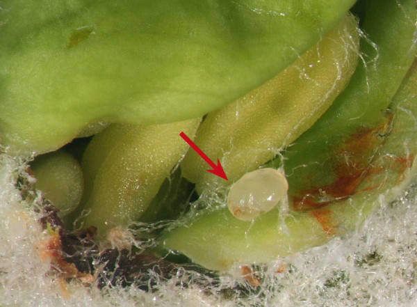 Vajíčko květopasa jabloňového uvnitř pupenu