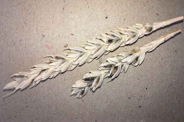 Snětivé klasy obsahující hálky mazlavé sněti pšeničné (Tilletia caries)