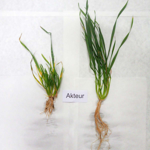Obr. 1: Rostliny odrůdy Akteur, vlevo infikovaná WDV, vpravo kontrola
