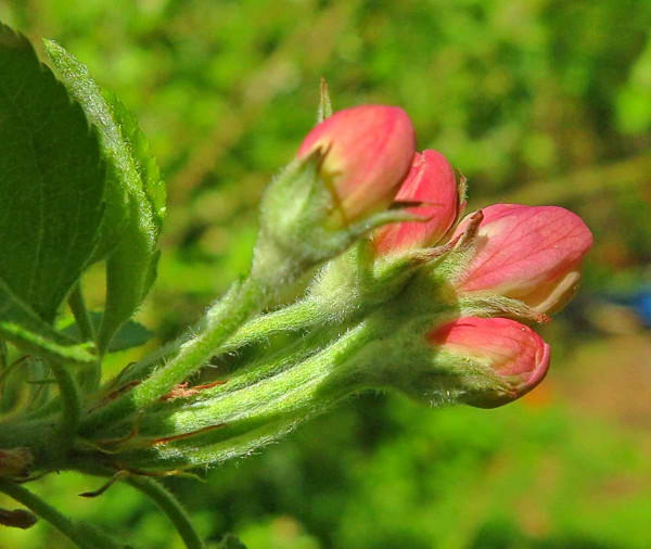 Fáze růžového poupěte jabloně - ošetření proti přezimujícím škůdcům