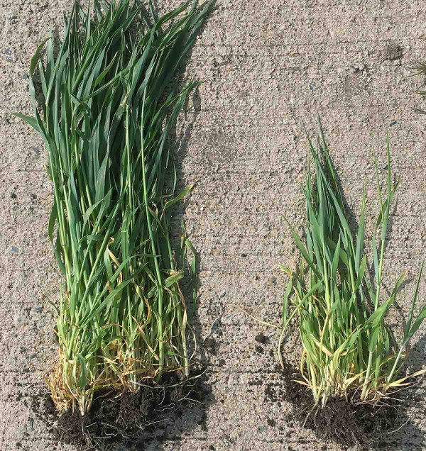 Vliv předplodiny (bilance vody) - vlevo senážní žito po pšenici, vpravo po čiroku