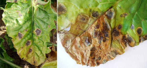 Příznaky napadení listů řepy houbami rodu Alternaria, Cladosporium, Stemphylium