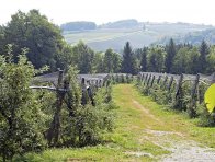 Ekologické sady ve Štýrsku, Rakousko