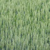 Aktuálna situácia ponuky dopytu pšenice na agropotravinárskom trhu Slovenska