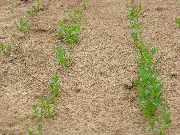 Správně provedená preemergentní herbicidní ochrana zabezpečí optimální vzcházení rostlin kmínu kořenného