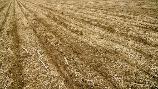 Setí kukuřice po podrývání do zbytků meziplodiny ukončené v prosinci, hnojení organickým N na podzim 
