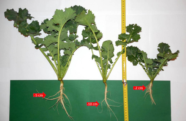 Obr.: Rozdíly v uspořádání kořenů rostlin řepky