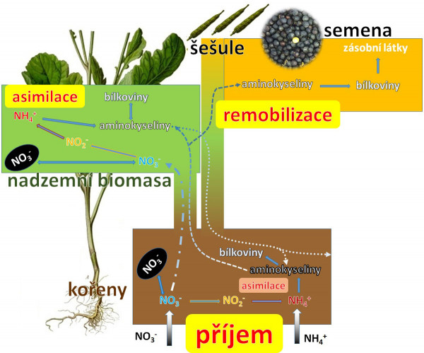Schéma 2: Znázornění přeměn a transportu dusíku v rostlinách, které ovlivňují jeho využitelnost rostlinou