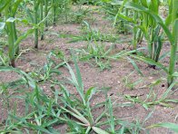 Efektivní regulace nejvýznamnějších plevelů kukuřice