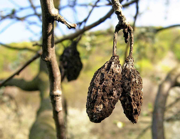 Mumifikované plody na stromech se musí odstranit