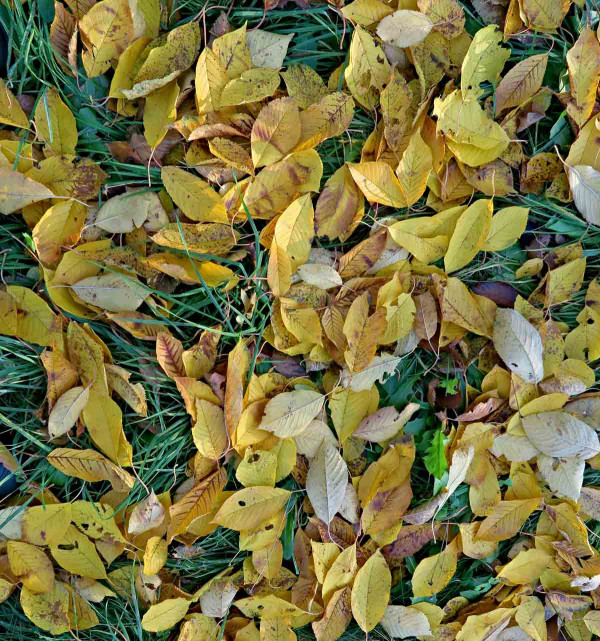 Úklid opadlých listů patří k preventivním opatřením
