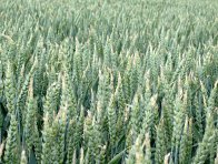 Zasychání špiček klasů ozimé pšenice - autoregulace v důsledku sucha