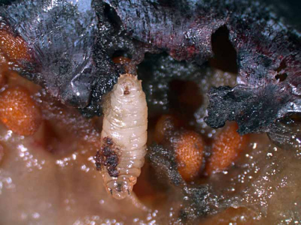 Hrozbou pro měkkoplodé ovocné druhy začíná být octomilka japonská - larva a kukly v napadeném ovoci na počátku léta (foto: M. Kubištová)