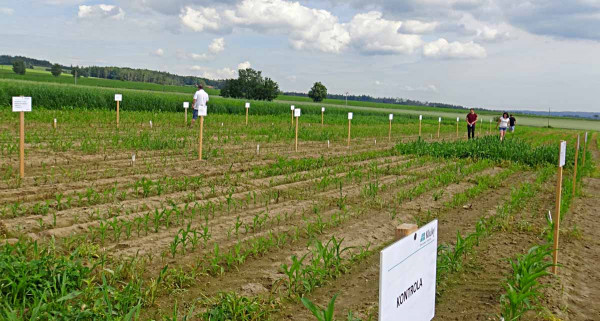  Obr. 4: Celkový pohled na herbicidní pokusy v kukuřici červen 2020