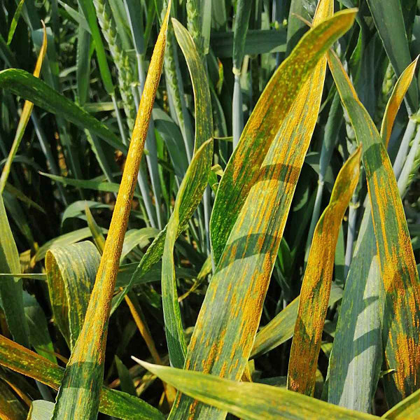 Rez plevová na pšenici v polním infekčním pokusu
