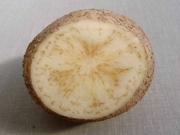 Zřetelné symptomy napadení bakterií na příčném řezu hlízou bramboru