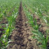 Inovace meziřádkové kultivace porostů silážní kukuřice