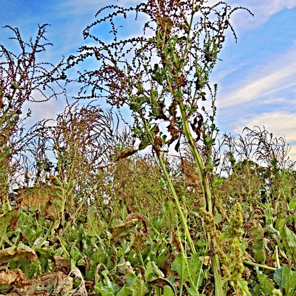 Plevelné řepy komplikují pěstování ckurovky