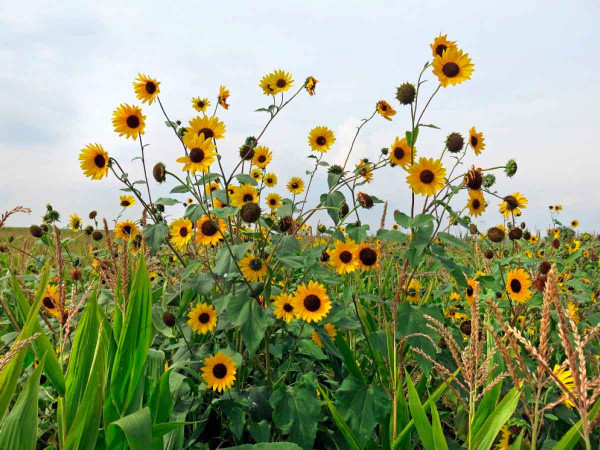 6.	Plevelná slunečnice může dorůstat značných rozměrů a porost plodiny obvykle výrazně přerůstá