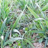 Efektivní herbicidní ochrana v ozimých obilninách na jaře
