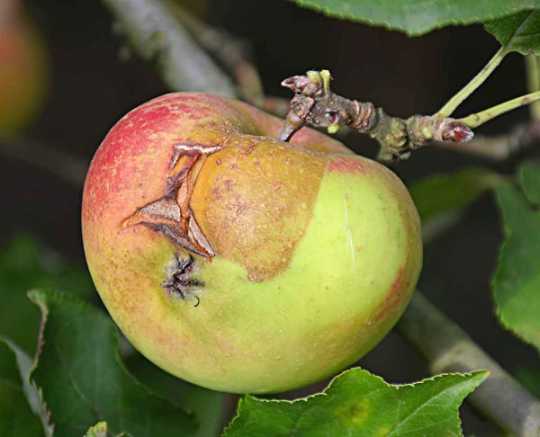 Mrazová pásová rzivost jablek - rzivost, deformace a praskání plodu