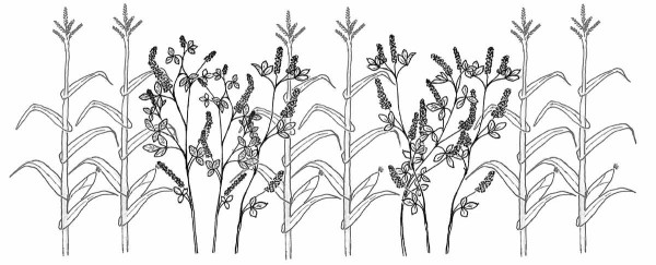 Obr. 4: Schématické znázornění porostu smíšené kultury v kombinaci kukuřice a komonice