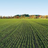 Herbicidní ochrana obilnin na podzim