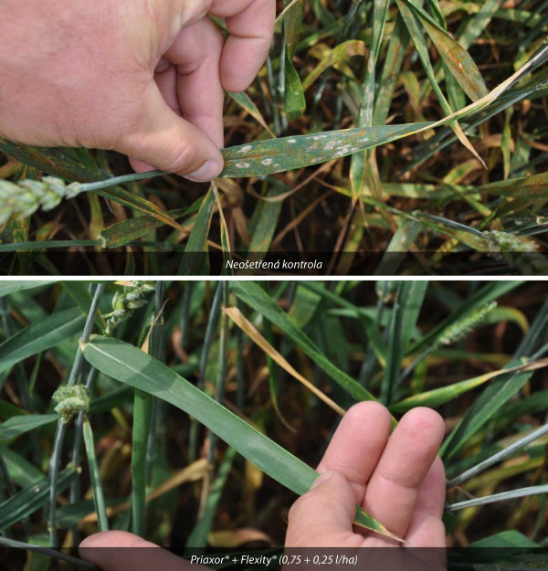 Obr. 1: Zdravotní stav listů pšenice ozimé (odrůda Hybiza, ZS Kujavy, 20. 6. 2019)