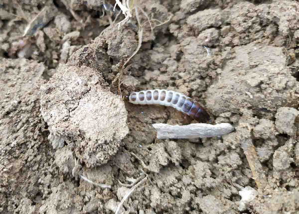 Hrbáč osenní - larva