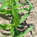 S hybridy KWS proti deficitu mikroprvků při pěstování kukuřice